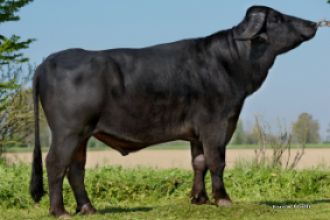 Elvis, el número 1 en transmisión de producción de leche
