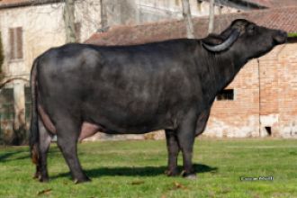 Búfala Mediterránea Italiana con características lecheras