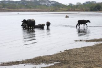 Grupo de búfalos en el rio Sinú