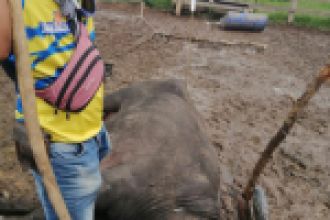 Tratamiento de búfala enferma con hemoparásitos