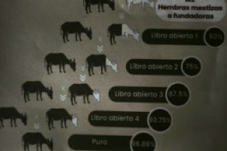 Pasos para absorber a una raza