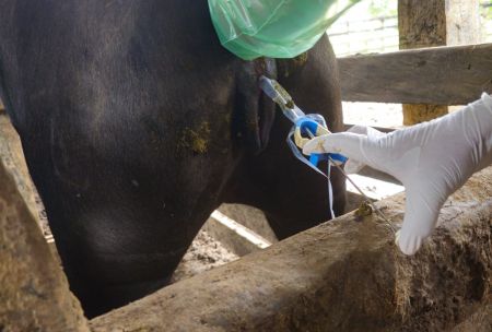 Inseminación de una bufala en julio 2025