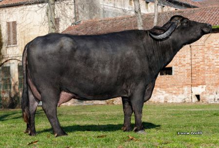 Razas de Búfalos