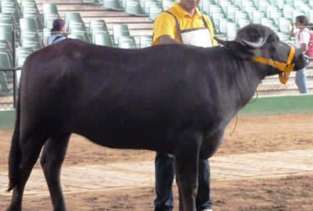 Todo sobre cómo seleccionar y descartar búfalos