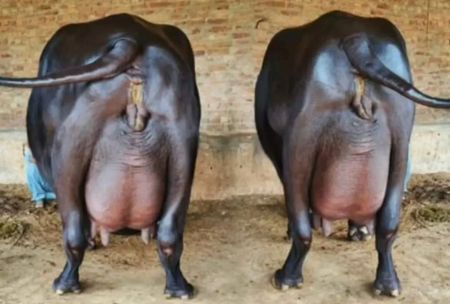 Conoce todo sobre los productos derivados de la leche de búfalo