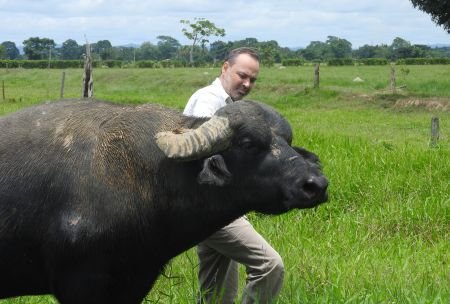 Búfalo paseando con su cuidador en pradera colombiana Córdoba. Endogamia