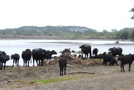 Bufalos a orillas del río Sinú