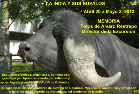 Cabeza de búfalo Jaffarabadi