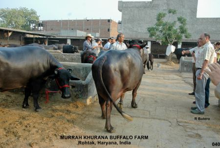 R. Botero analizando las búfalas