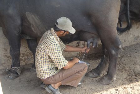 Ordeño de búfala en India