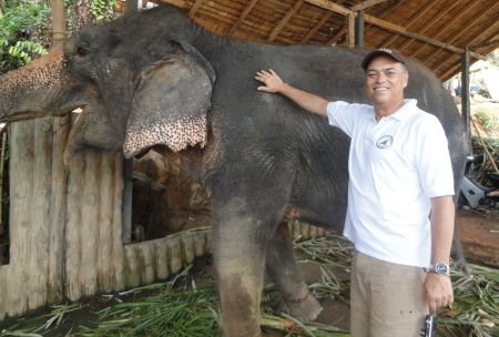 Elefante para turistas en Tailandia