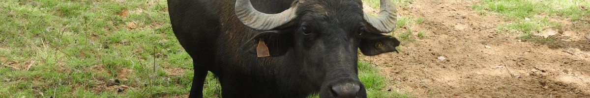 Cómo controlar la sanidad de tus Búfalos