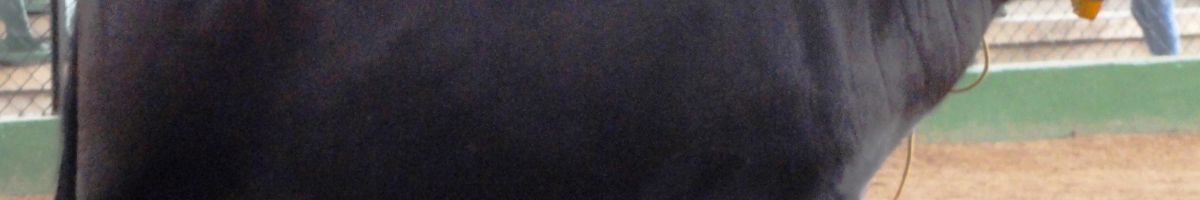Todo sobre cómo seleccionar y descartar búfalos