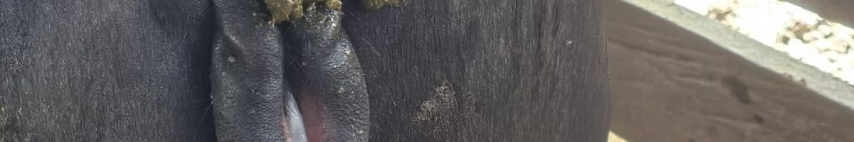 Todo sobre reproducción de búfalos