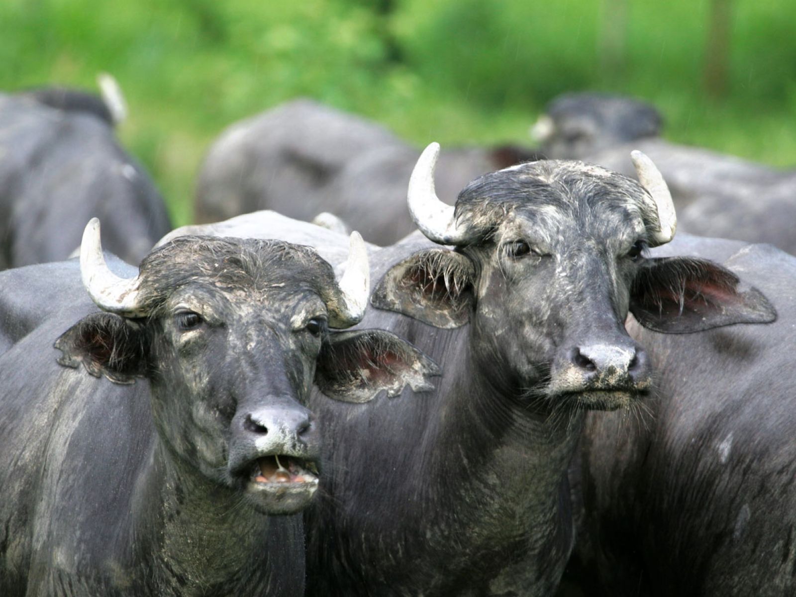 Ventajas de los Búfalos