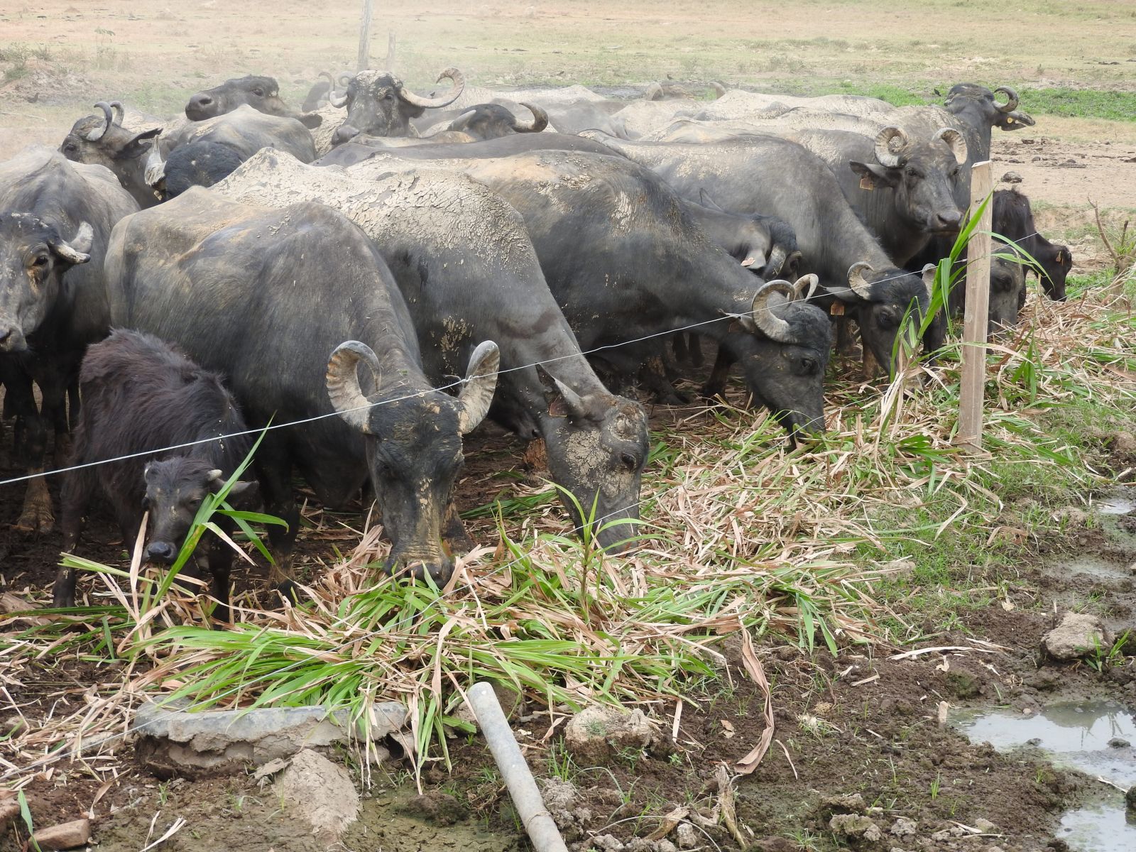 Búfalas comiendo pasto gramalote
