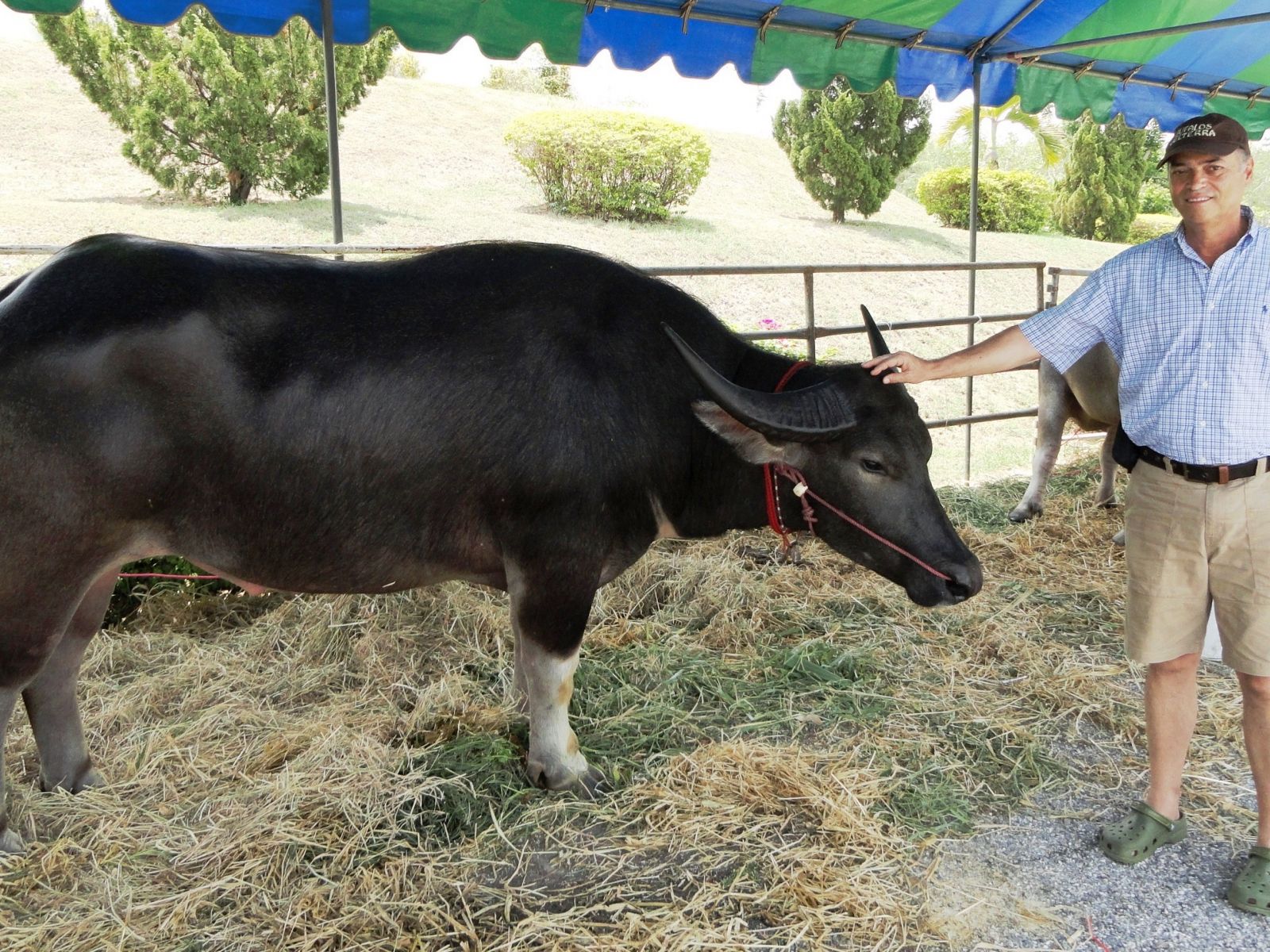 Bufalo de la raza Carabao en Tailandia
