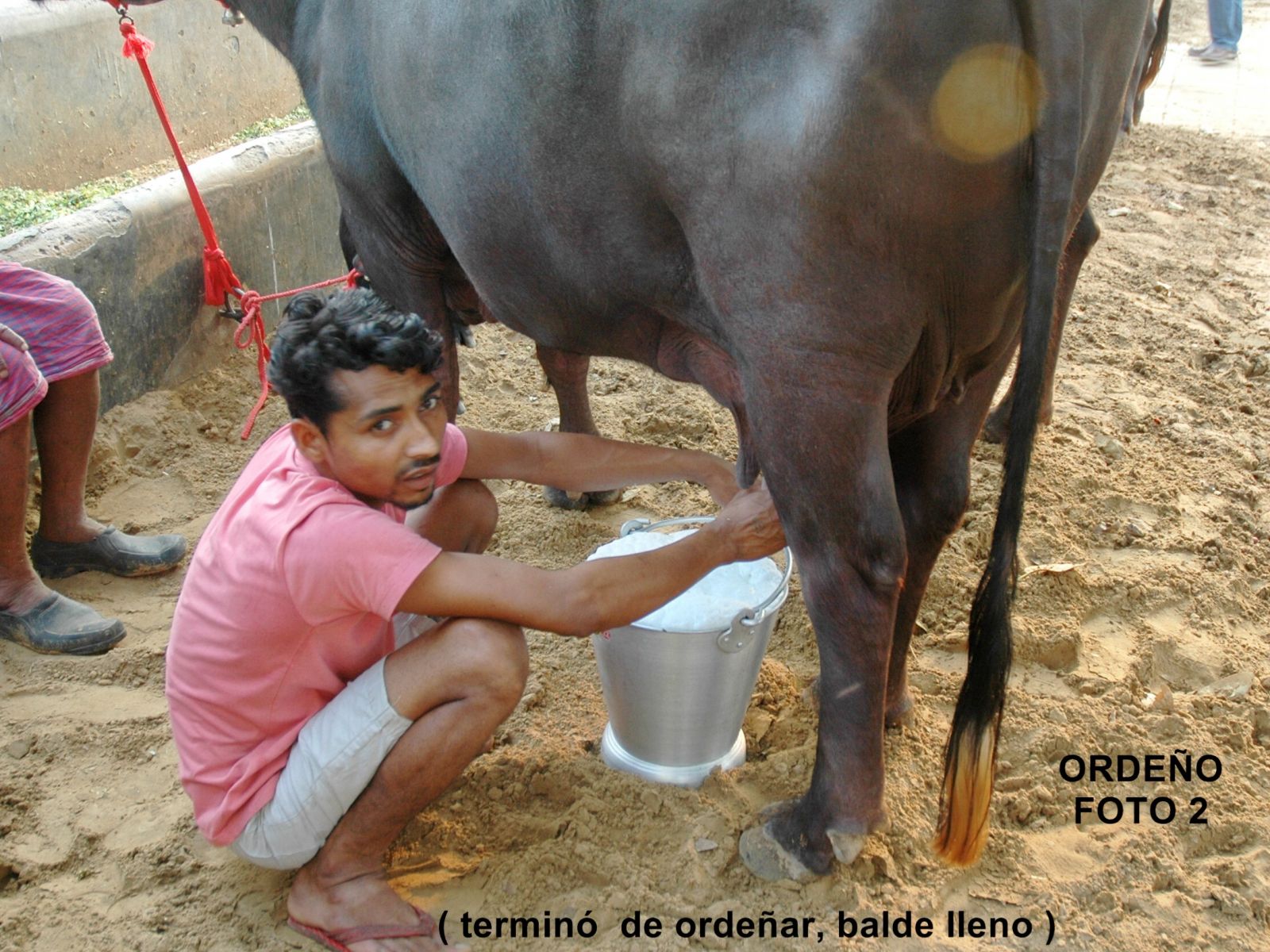 Ordeño en India