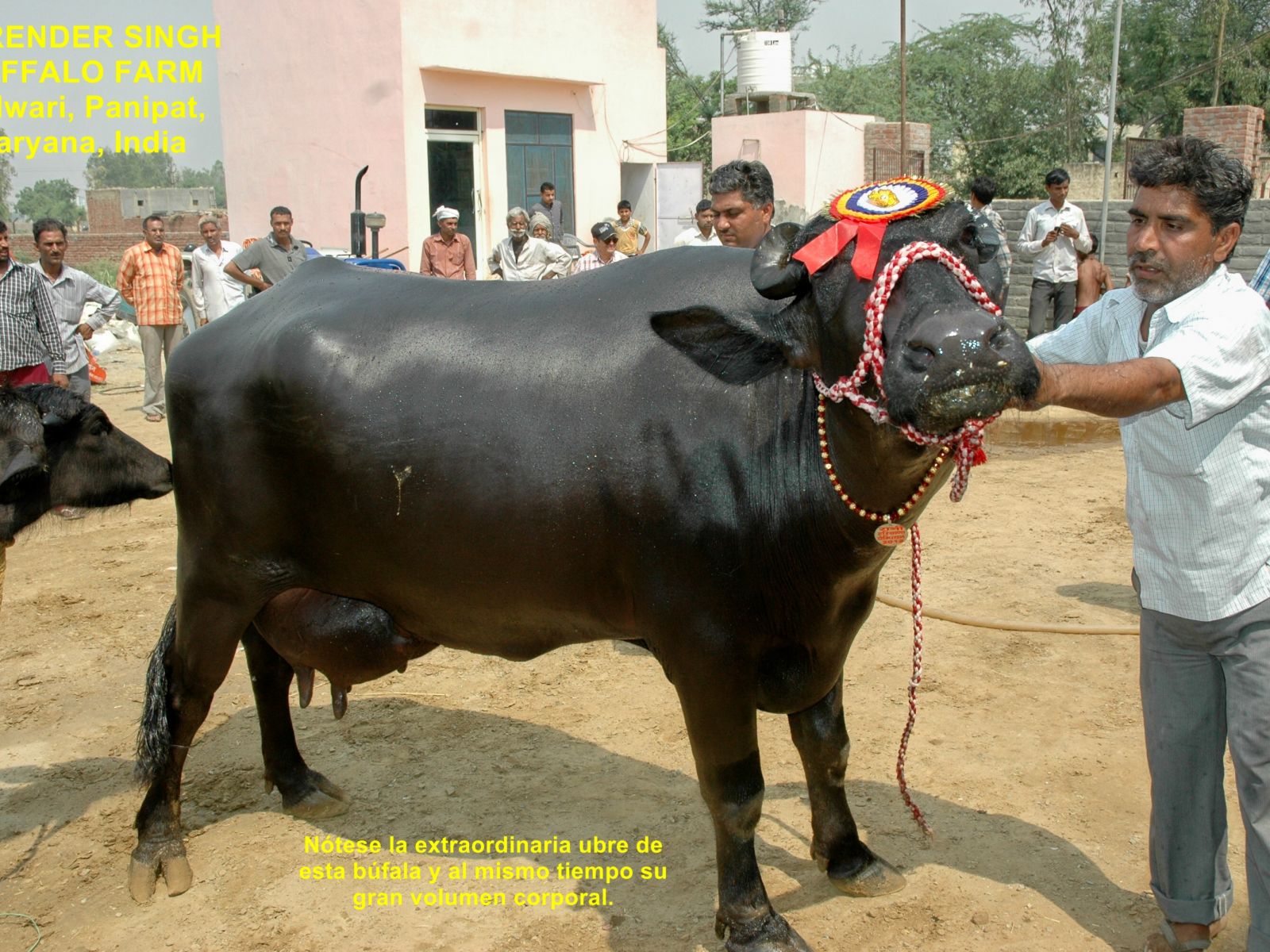 Búfala en India