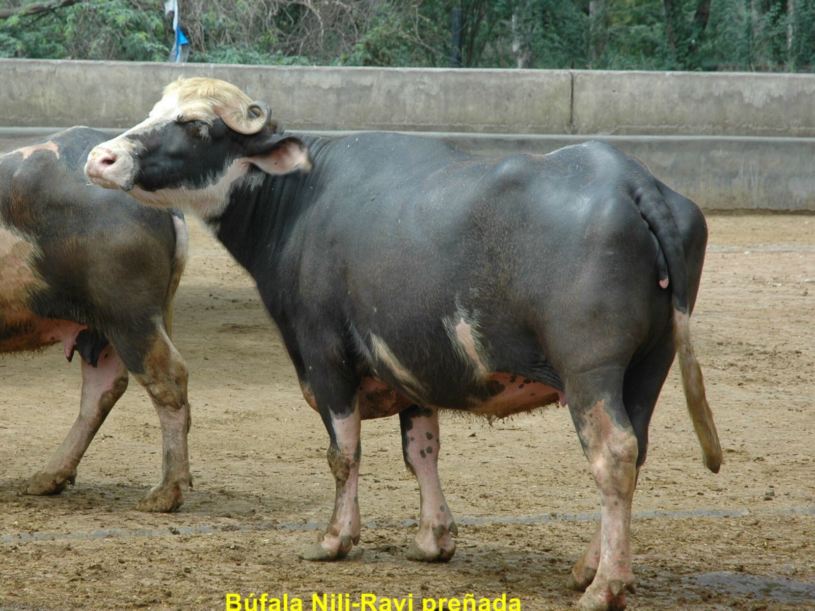 Búfala Nili Ravi