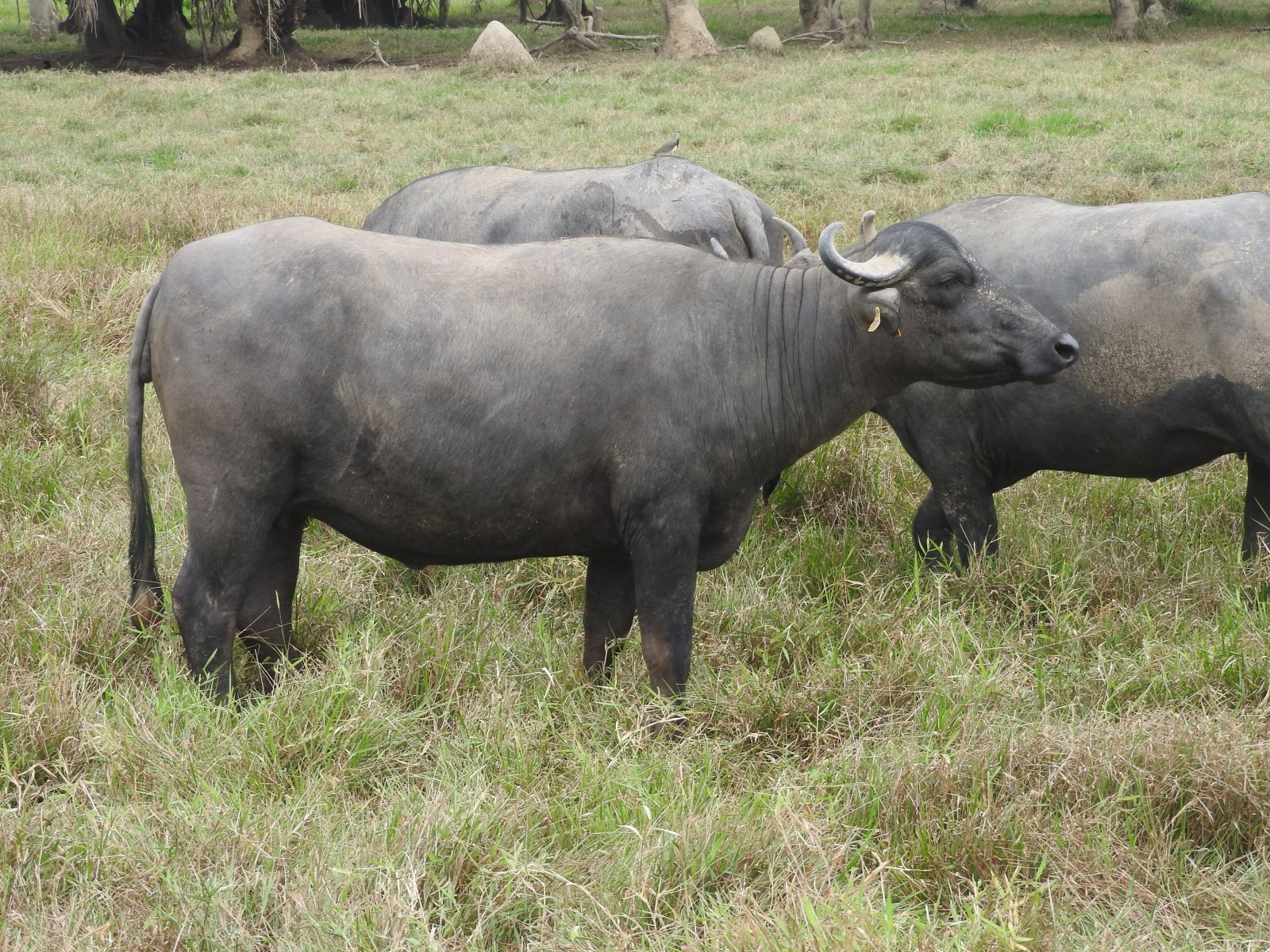 búfala inseminada y preñada
