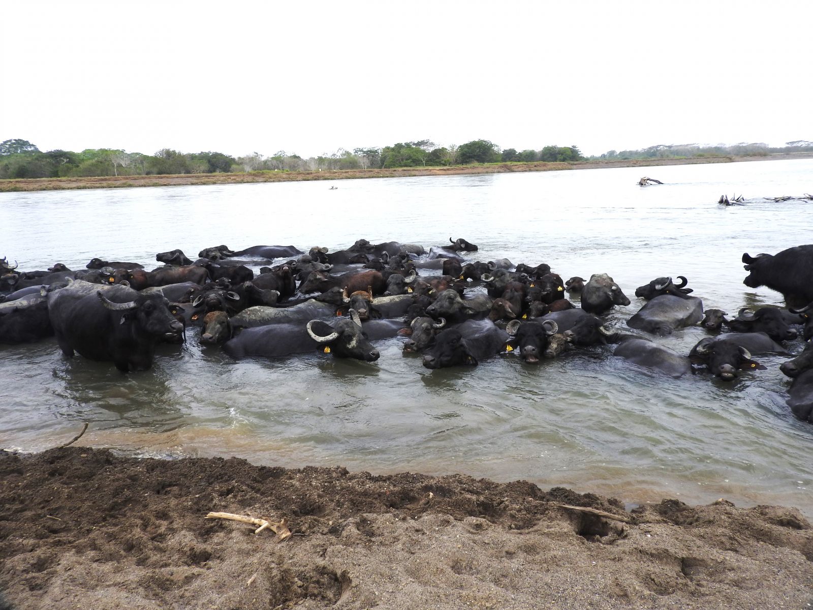 Búfalas en el río Sinú.