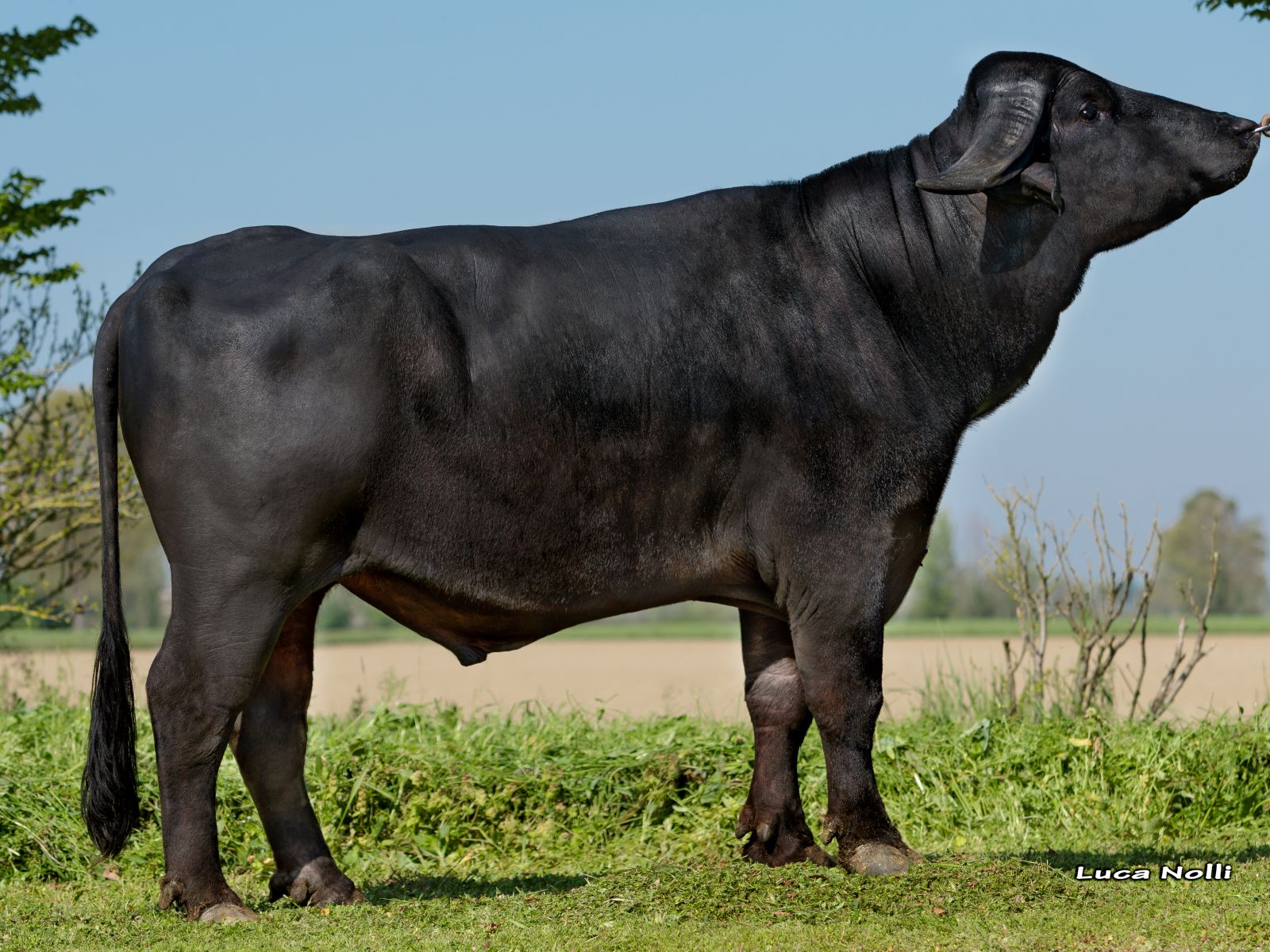 Elvis, el número 1 en transmisión de producción de leche