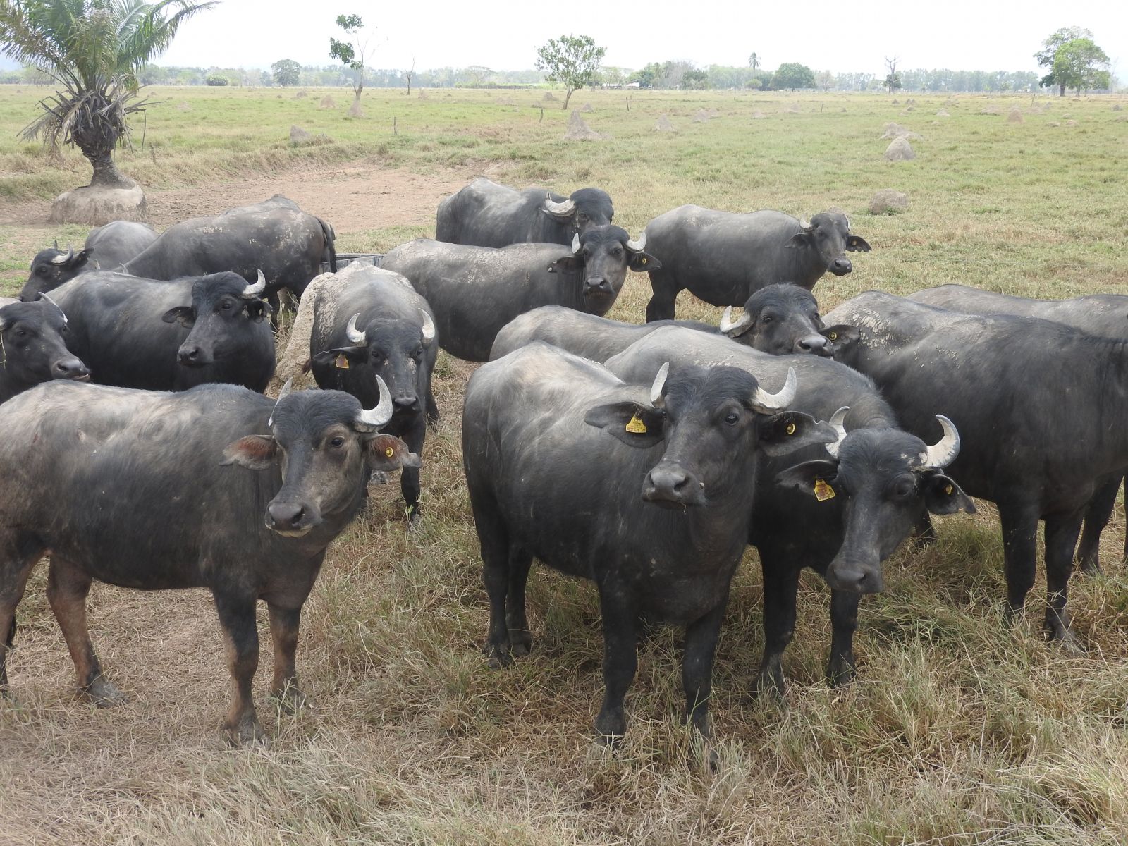 Lote de búfalas cruzadas con Mediterráneo Italiano