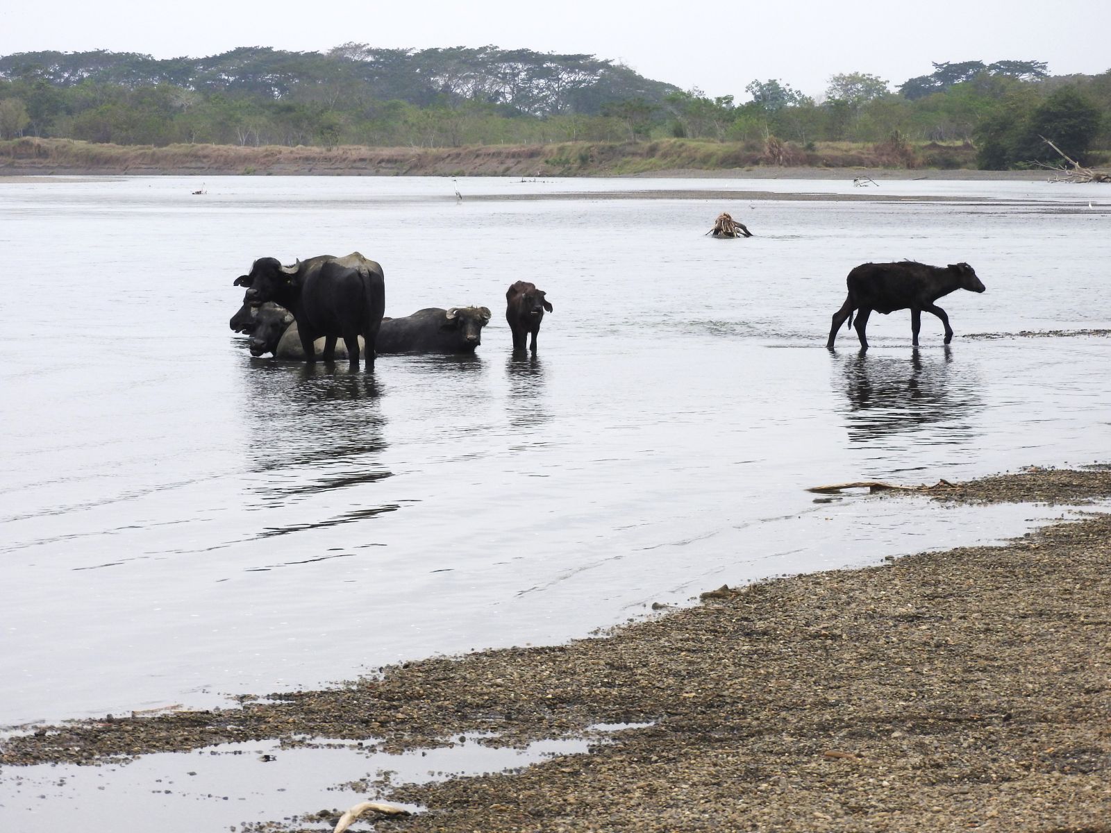 Grupo de búfalos en el rio Sinú