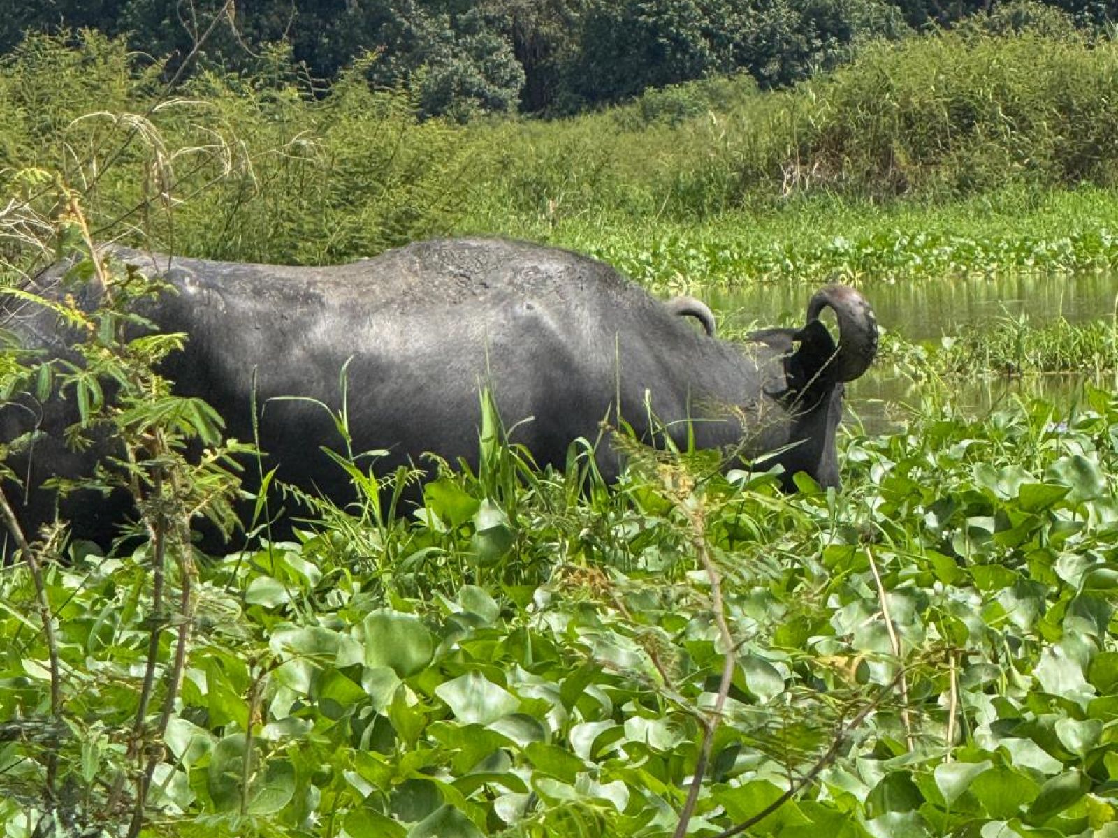 Búfala comiendo plantas acuáticas en ciénaga