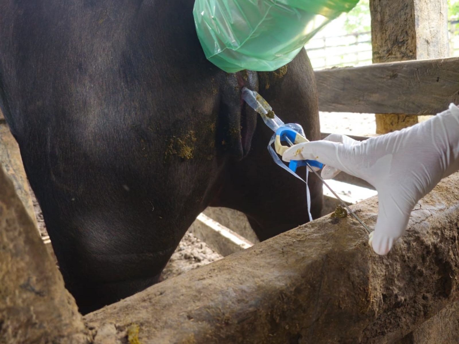 Inseminación de una bufala en julio 2025