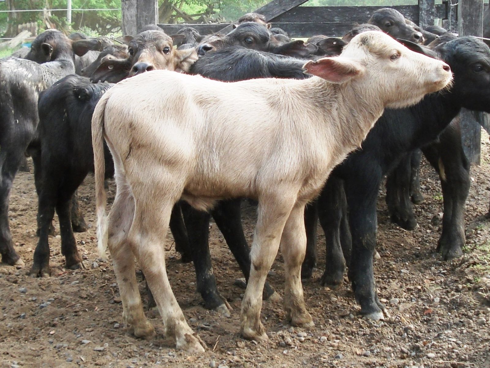 Cría de búfalo marrón, no albina