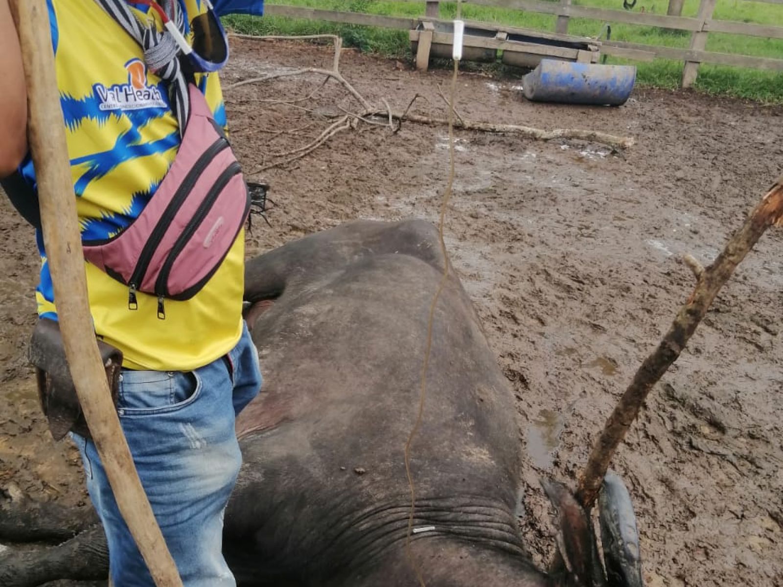 Tratamiento de búfala enferma con hemoparásitos