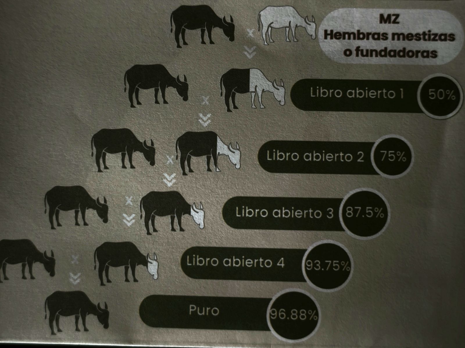 Pasos para absorber a una raza